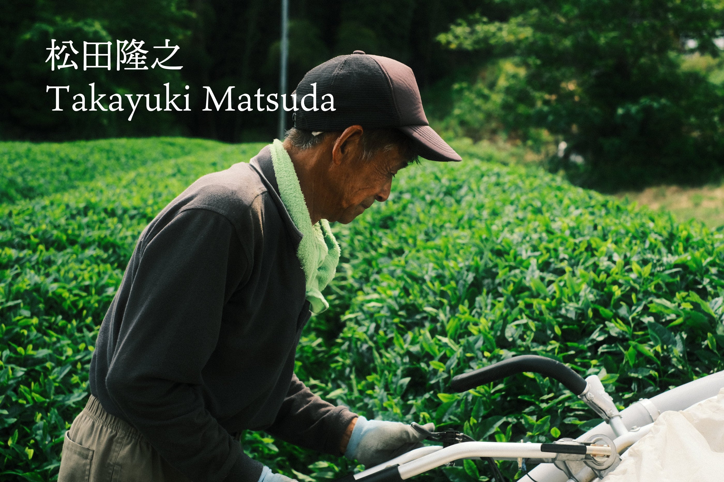宇治抹茶】ごこう品種 / 25g – SHUHARI KYOTO